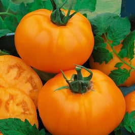 Orange Tangerine Tomato