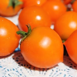 Pendulina Orange Tomato