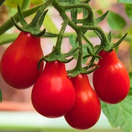 Red Pear Tomato