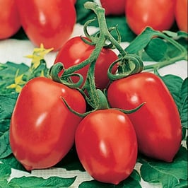 Roma Tomato