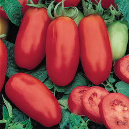 San Marzano Tomato