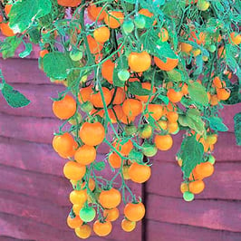 Tumbling Yellow Tomato