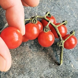 Waimea Wild Cherry