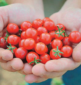 Candyland Tomato