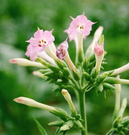 Plante de tabac - Nicotiana tabacum