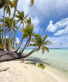 Palm tree shading a pristine sandy beach on Tetiaroa island, French Polynesia.