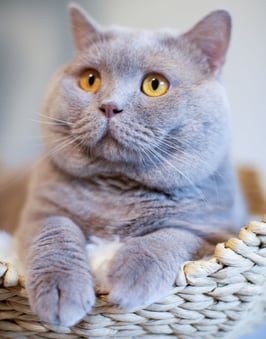 Blue British Shorthair kitten with round face and plush coat