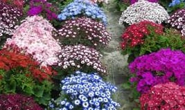 plantes des rameaux, ciméraire des rameaux, livraison gratuite sur tombeen maine et loire et mayenne
