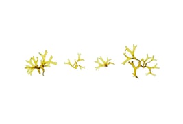 Dictyota sp.