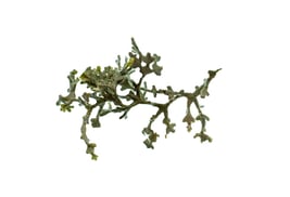 Halimeda sp.