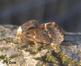 December moth