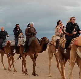 Group camel ride in the Agafay Desert near Marrakech