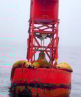 Oregon Coast - Seals on buoy at Depoe Bay whale watching