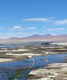 Pink flamingos in a lagoon in the Southern Lipez, Bolivia.