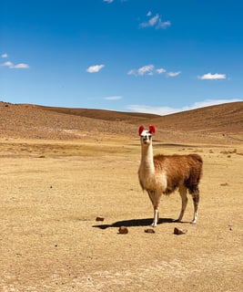 An alpaca standing in the rugged landscape of the South Lípez region.