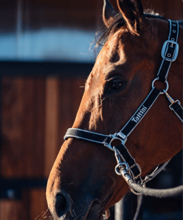 equitazione salto ostacoli