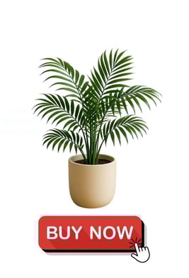Indoor Palm in Amazon