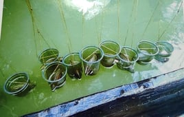 "Oyster being carefully prepared for cultured pearl production–part of nucleus-based technique"