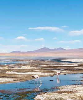 Flamants roses dans une lagune pendant un tour du Salar d’Uyuni, Bolivie.