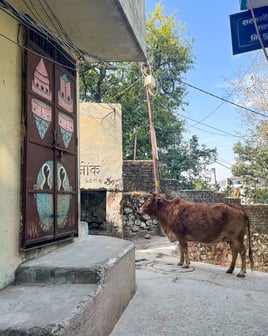 A cow calmly walking down a street in Rishikesh, India