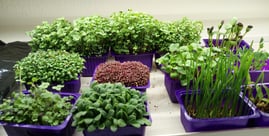 a picture of Early Greens microgreens nursery  produce