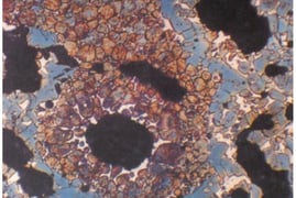 belite-nest-with-center-pore