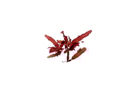 Lenormandia marginata