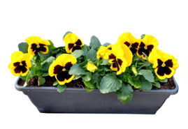 plantes, fleurs, jardiniere livraison gratuite tombe, cimetiere Sepulture49