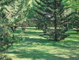 Parc arboré sur lequel est installée la roulotte
