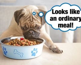 Dog feeding routine during overnight house sitting – Ensure Pet Care, Silver Spring.