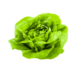 Lettuce
