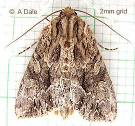 Dark Arches moth