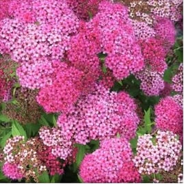Neon Flash Spirea