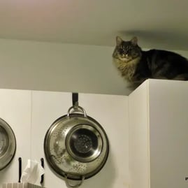 Simone haut armoire et deux plats gris.