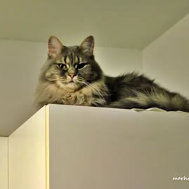 Simone en gros plan sur l'armoire
