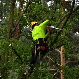 Arborista Martin Latiok Olomouc