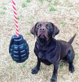 jouets pour chiens
