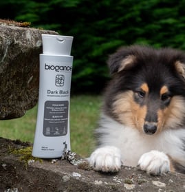 shampooings pour chien