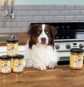 menus cuisinés pour chien