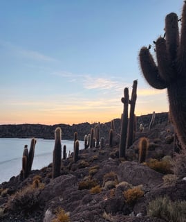 Cactus géants au lever de soleil sur l'île d'Incahuasi, en Bolivie.