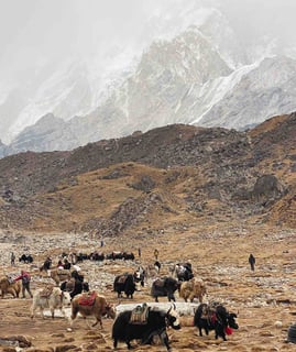 Yacks dans la vallée de l'Everest.