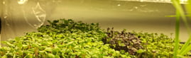 a picture of Early Greens microgreens grow room