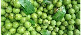 Fresh Sau Fruit, Quả sấu tươi UpBe Food VN 