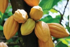 theobroma-cacao-cocoa-tree