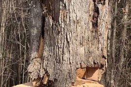 Stump removed for Johnnie Tayloe