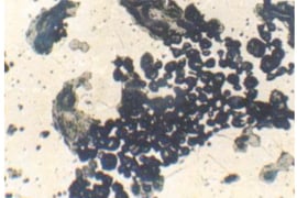 coarse-free-lime-cluster