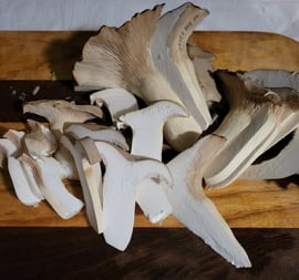 Mushrooms boost your health! Find them at Kansas City Mushroom Company.