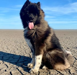 Akita américain assis sur une plage, le chien suit des cours d'éducation chez canisens