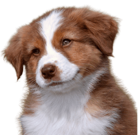 Australian Shepherd Welpe blickt neugierig in die Kamera – vertrauensvoller Kursstart bei Takoda