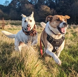 Skye and Caro playing on a group dog walk in Edinburgh.
